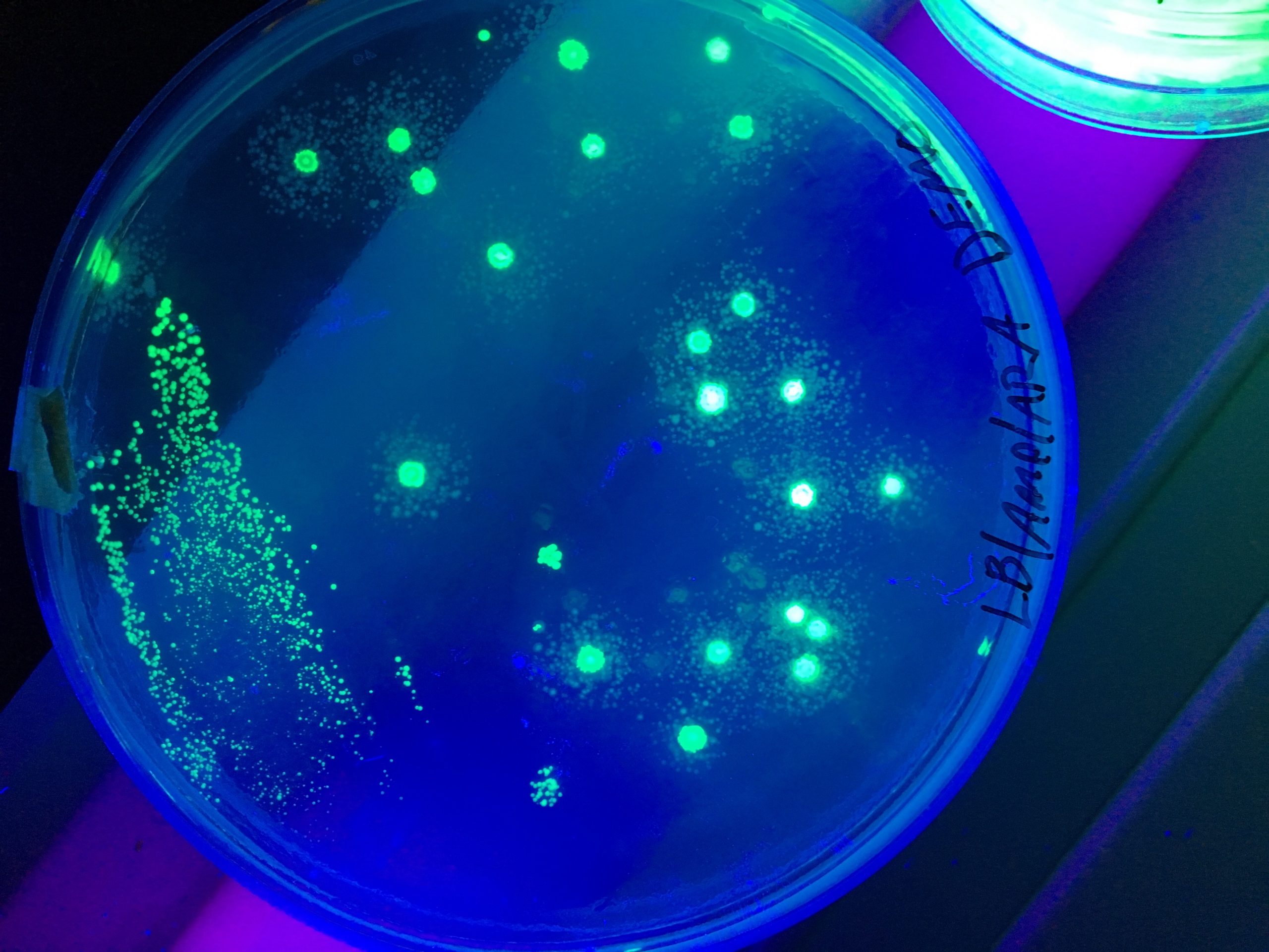 Does Bacteria Show Up Under Black Light Americanwarmoms